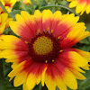 Blanket Flower