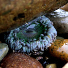 Sea anemone