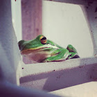 Green Treefrog