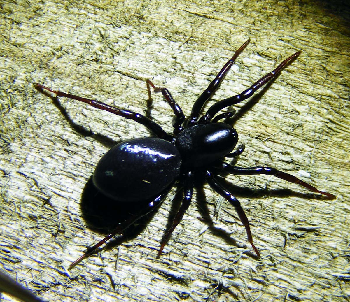 Black Storosa Spider