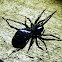 Black Storosa Spider