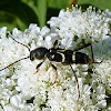 Wasp Longhorn Beetle