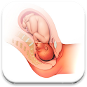 Conception