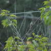 Brown-Headed Cowbird - Immature 