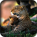 Leopard Wallpapers