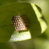Shield Bug Eggs