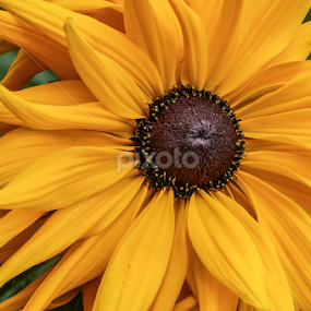 yellow pinwheel by Tracy Riedel-Dorsch - Flowers Single Flower