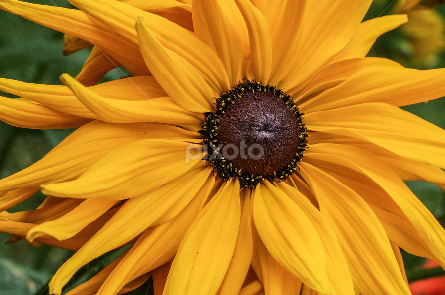 yellow pinwheel by Tracy Riedel-Dorsch - Flowers Single Flower