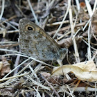 Wall Brown