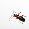 Fire-colored beetle