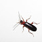 Fire-colored beetle