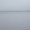 Cygnes / Mute Swans