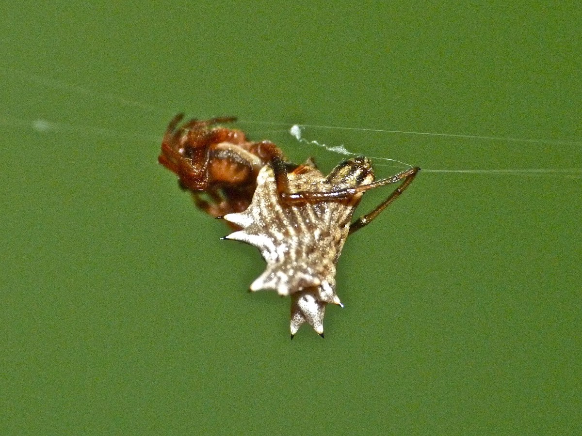 Spined micrathena (female)