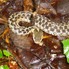 Common Garter snake