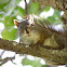North American Red Squirrel