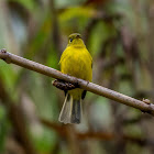 Citrine Canary Flycatcher