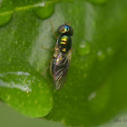 Soldier fly