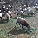Rocky Mountain Bighorn Sheep