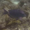 Atlantic Blue Tang Surgeonfish