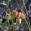 Big quaking grass (Βρίζα η μεγίστη)