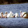 American White Pelicans