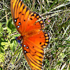 Gulf Frittilary/Passion Butterfly