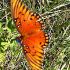 Gulf Frittilary/Passion Butterfly