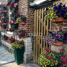 Love flowers  by Sultana Razia - Nature Up Close Gardens & Produce