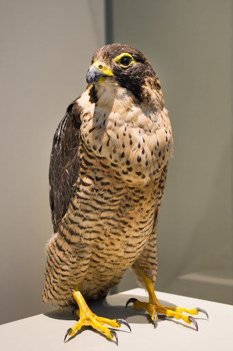 Falco peregrines The Peregrine Falcon