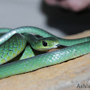 Natal Green Snake