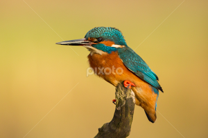 Male Kingfisher Perched by Alexander Holden -   ( feather, beak, bird photography, kingfisher, alcedo atthis, azure )