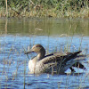 Northern Pintail Duck (female)