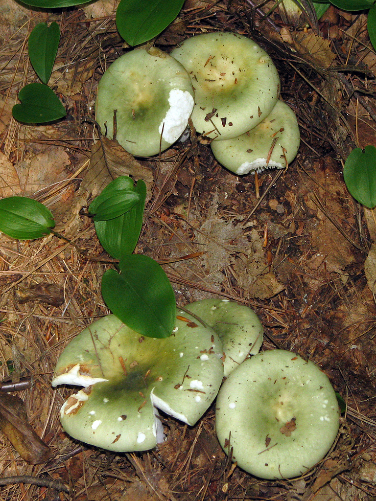 Solid Green Russula