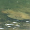 Estuary Stingray