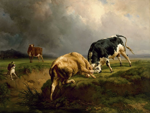 A Bull Fight