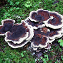 Velvet Top Fungus