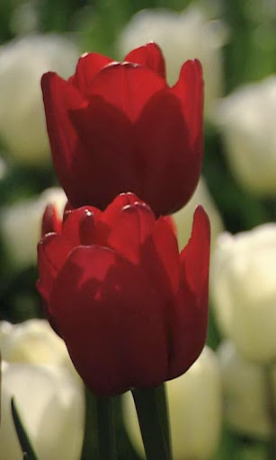 Red tulips on white