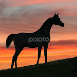 Arabian sunset by Glenys Lilley -  