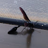 Black Delta Vespid Wasp
