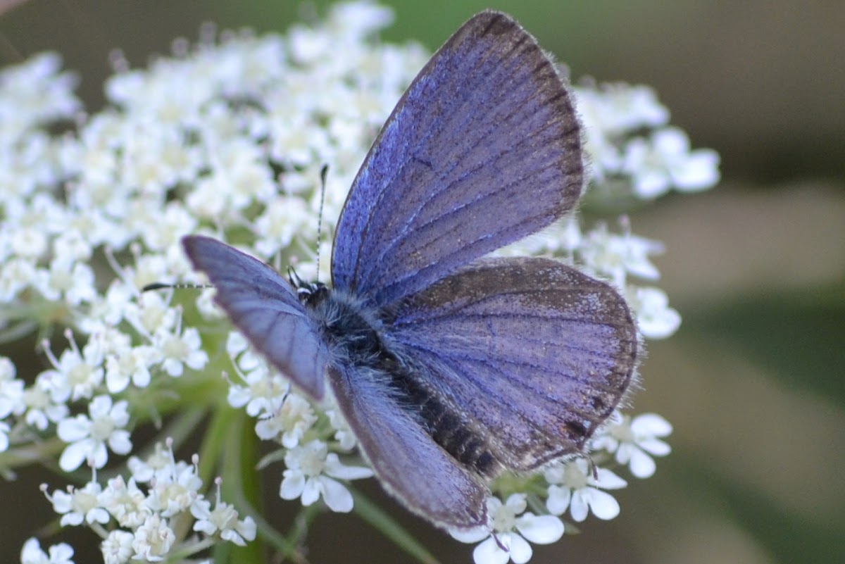 Western Tailed-Blue