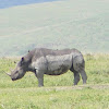 Black rhinoceros