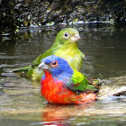 Painted Bunting