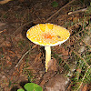 Fly agaric