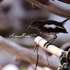 Oriental Magpie-Robin