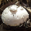 Undetermined bud mushroom