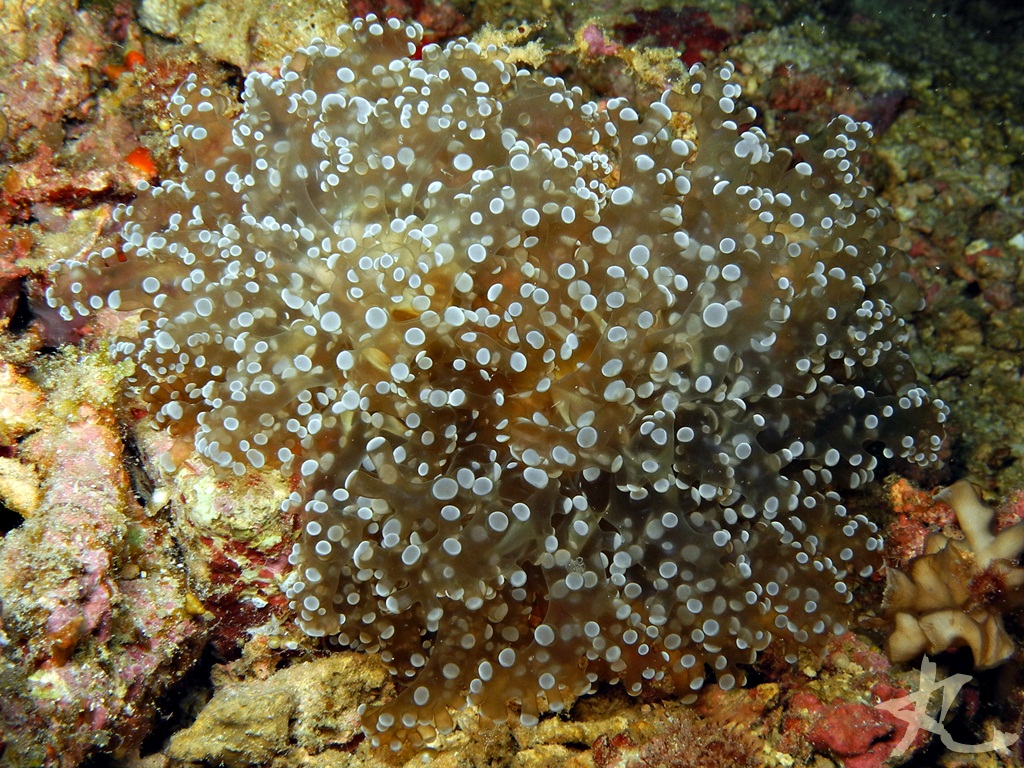 Frogspawn Coral
