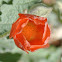 Desert globmallow