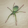 Green huntsman spider (female)