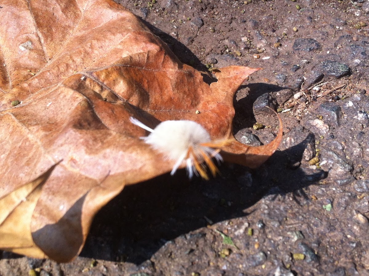 Sycamore Tussock Moth Caterpillar