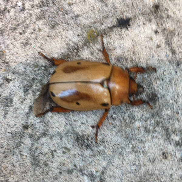 Grapevine beetle Project Noah